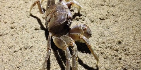 Crab on Sand Free Photo 23