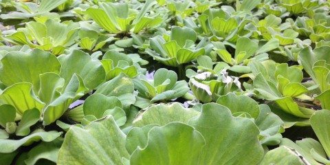 Leaves in Pond Free Photo 17